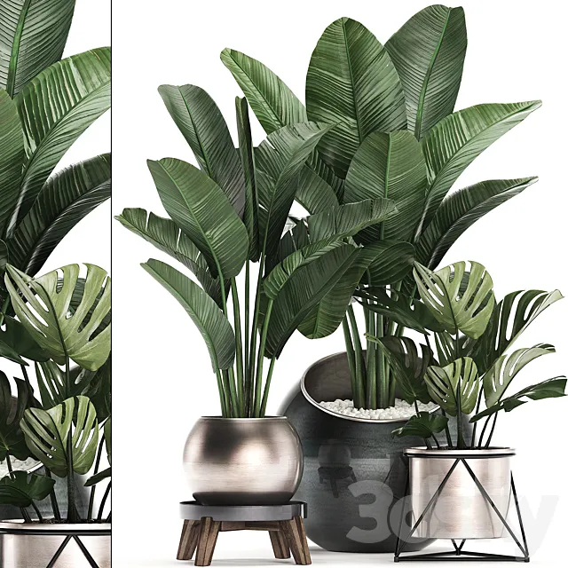 Collection of small plants in modern round pots with Banana palm. strelitzia. monstera. luxury. Set 465. 3DSMax File