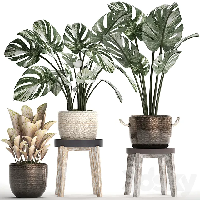 Collection of small plants in modern stylish glossy pots rattan baskets with Monstera variegated luxury. Set 450. 3DS Max Model