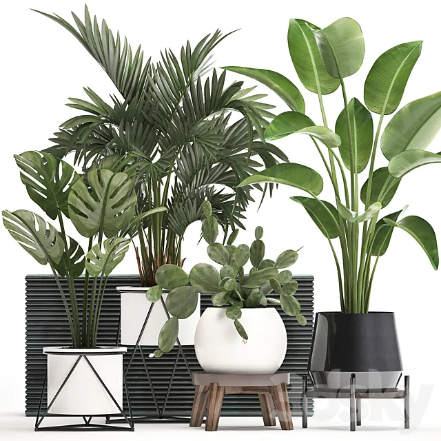 Collection of small plants in white modern pots with prickly pear cactus banana palm monstera strelitzia. Set 448. 3DS Max Model