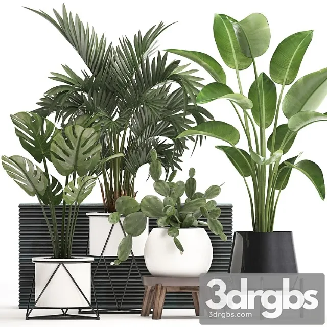 Collection of small plants in white modern pots with prickly pear cactus, banana palm, monstera, strelitzia. set 448.