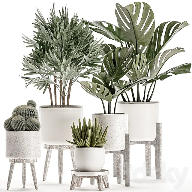 Collection of small plants in white pots on legs with monstera raspis palm cactus Barrel cactus. Set 509. 3DS Max Model