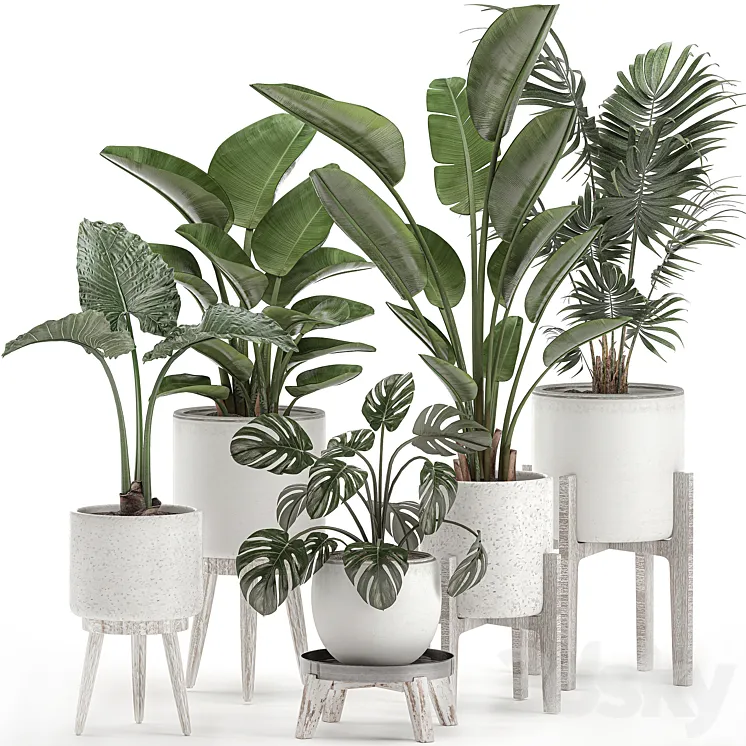 Collection of small plants in white pots on legs with Strelitzia banana palm hovea monstera alokasia. Set 557. 3DS Max