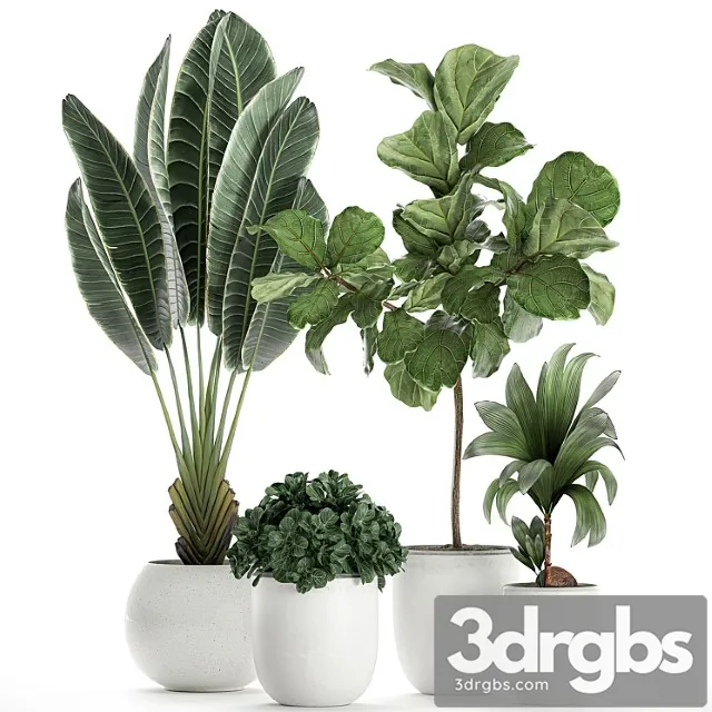 Collection of small plants in white pots with ravenala, ficus lyrata tree, nutsifera coconut, strelitzia. set 666.