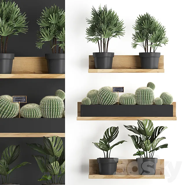 Collection of small plants vertical gardening wooden shelf with flowers in pots with Cactus. monstera. Raphis palm. Set 51. 3DSMax File