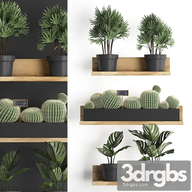 Collection of small plants vertical gardening wooden shelf with flowers in pots with cactus, monstera, raphis palm. set 51.