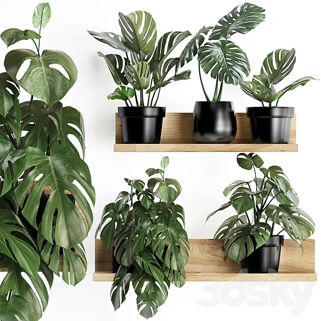 Collection of small plants wooden shelf with flowers in pots with a beautiful monstera bush. Set 403. 3ds Max