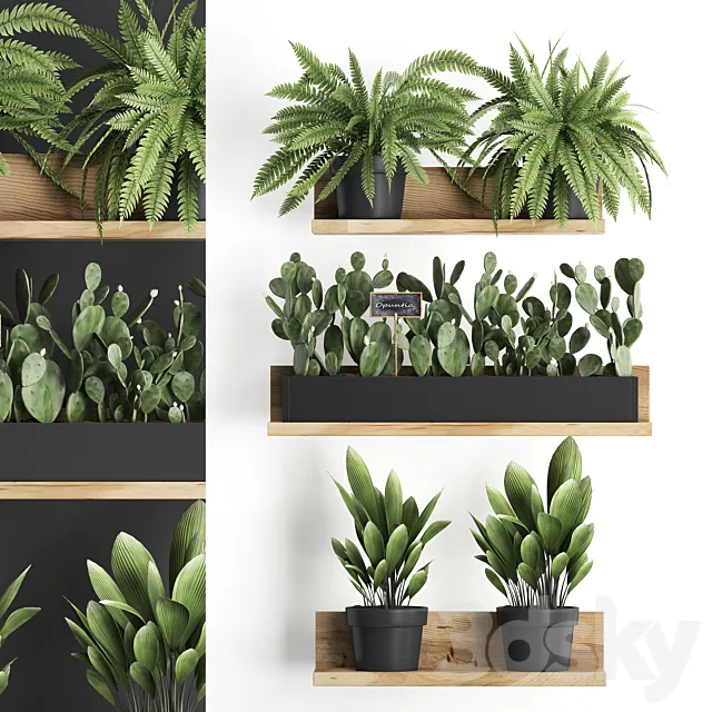 Collection of small plants wooden shelf with flowers in pots with cactus. fern bush. prickly pear. Set 398. 3DSMax File