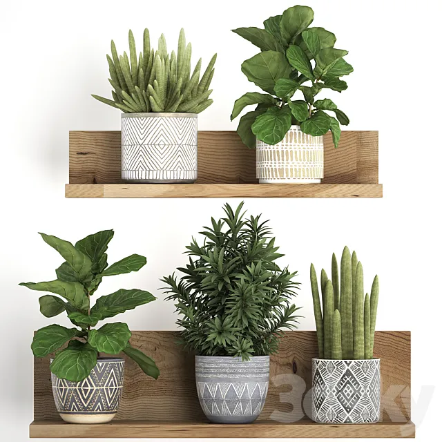 Collection of small plants wooden shelf with flowers in pots with Ficus lirata dracaena sansevieria. Set 407. 3DS Max Model