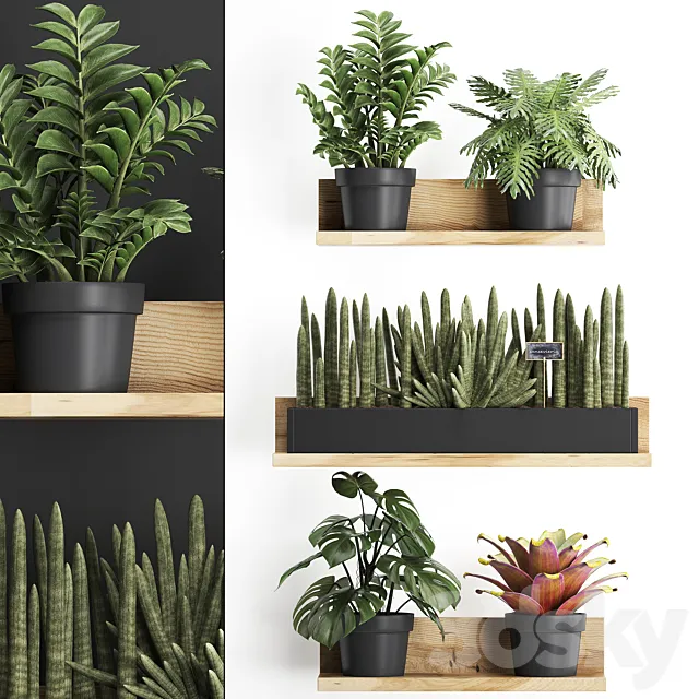 Collection of small plants wooden shelf with flowers in pots with Zamiokulkas Philodendron bromelia monstera. Set 401. 3ds Max