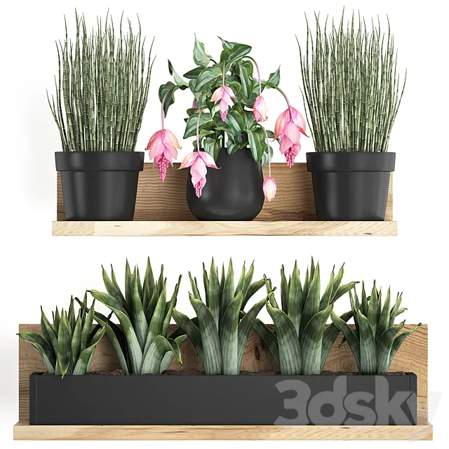 Collection of small plants wooden shelf with pink flowers in pots with bromelia horsetail Medinilla. Set 404. 3ds Max