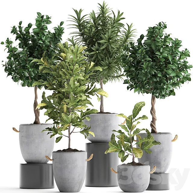 Collection of small trees in concrete pots with handles with Lemon tree croton oleander citrus.  Set 437. 3ds Max