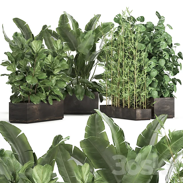 Collection of thickets of plants in metal pots with Strelitzia flowerbed bamboo ficus monstera banana. Set 993 3ds Max