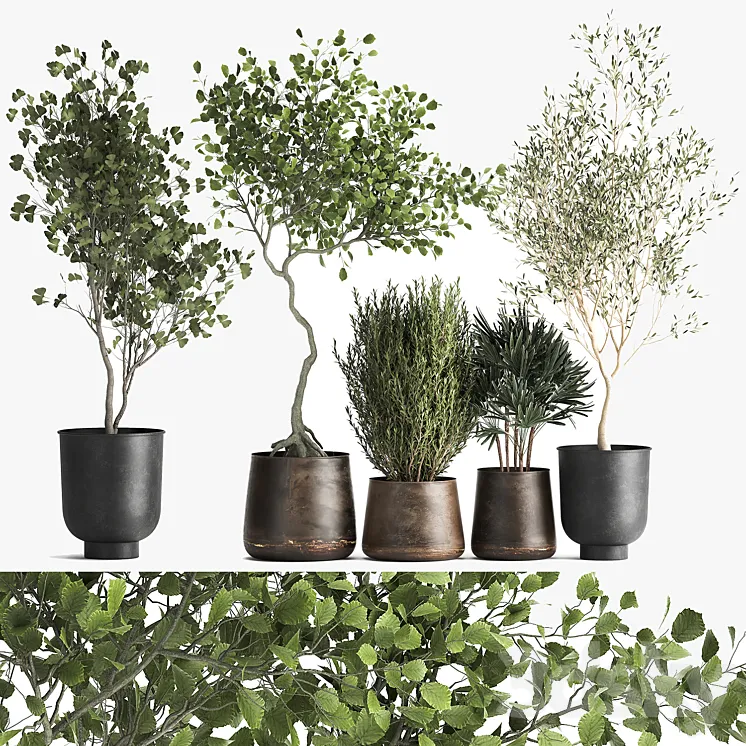 Collection of trees in black metal pots with Olive Ginkgo. Set 1034. 3DS Max