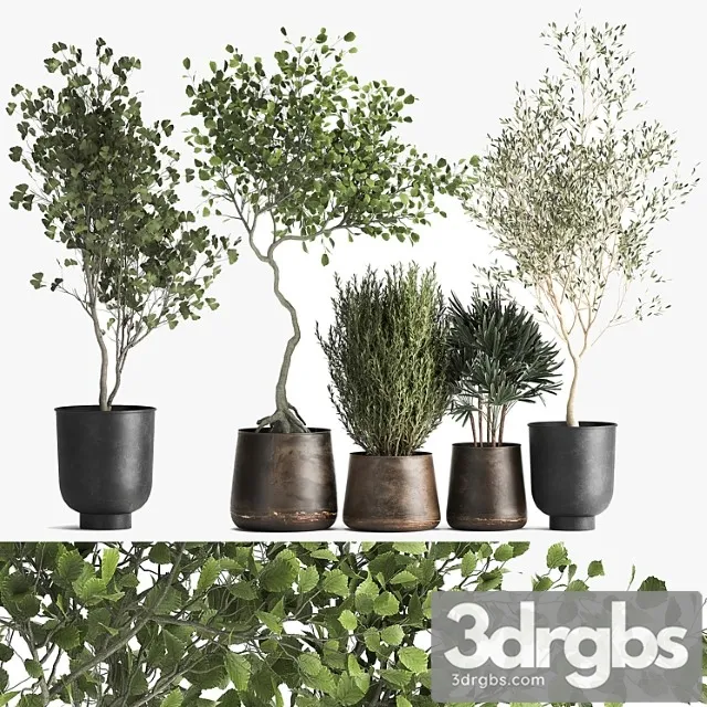 Collection of trees in black metal pots with olive, ginkgo. set 1034.