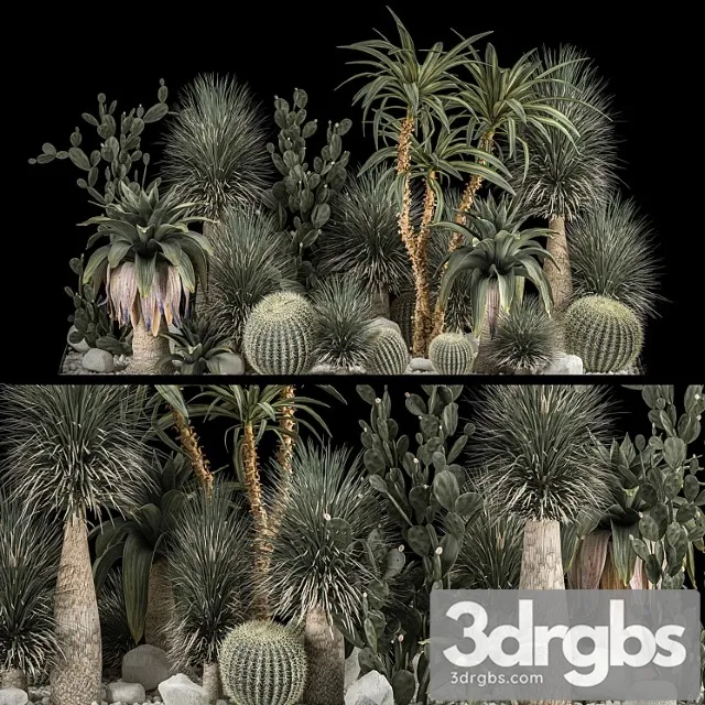 Collection of tropical plants of the desert 1117. cactus, yucca, prickly pear, thickets, bushes, garden, dracaena