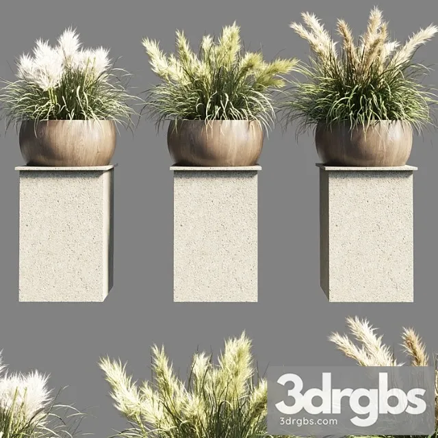 Collection Outdoor Indoor 70 Pot Palnt Grass The Dry Pampas Stand Vase Wooden 3dsmax Download
