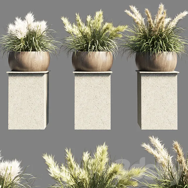Collection outdoor indoor 70 pot palnt grass the dry pampas stand vase wooden 3DSMax File