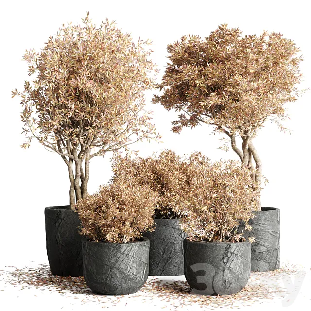 collection Outdoor Indoor plant 64 dirty stone pots dry tree autumn plants corona 3ds Max