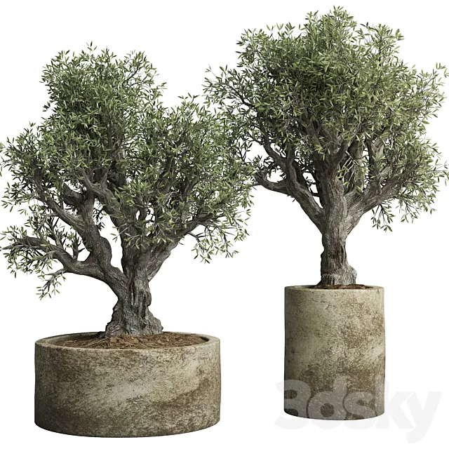 Collection outdoor plant 38 pot old olive tree concrete old vase 3DS Max Model