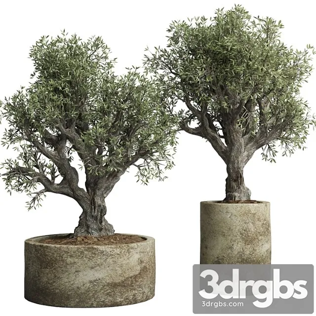 Collection outdoor plant 38 pot old olive tree concrete old vase