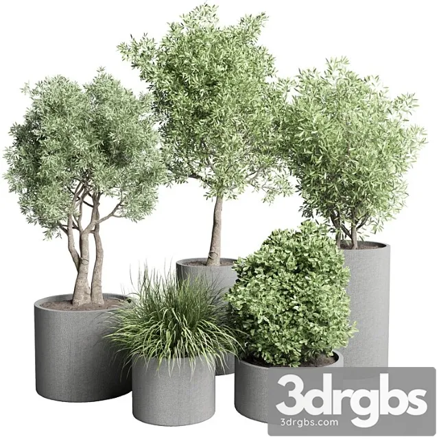 Collection outdoor plant 46- concrete vase pot tree and grass bush