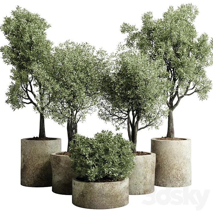Collection outdoor plant 65 pot old olive tree concrete old vase corona 3DS Max