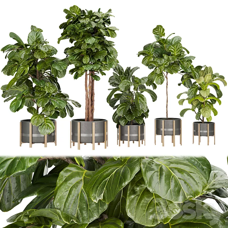 Collection plant vol 270 – fiddle – indoor – leaf – fig 3DS Max Model
