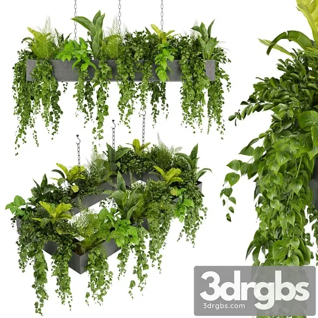 Collection plant vol 279 – indoor – hanging – ampelous