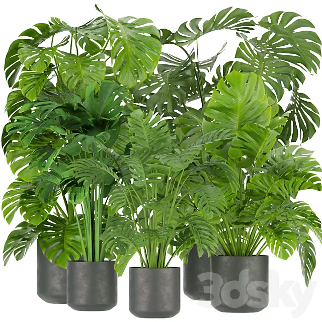 Collection plant vol 334 – indoor – monstera 3DS Max Model