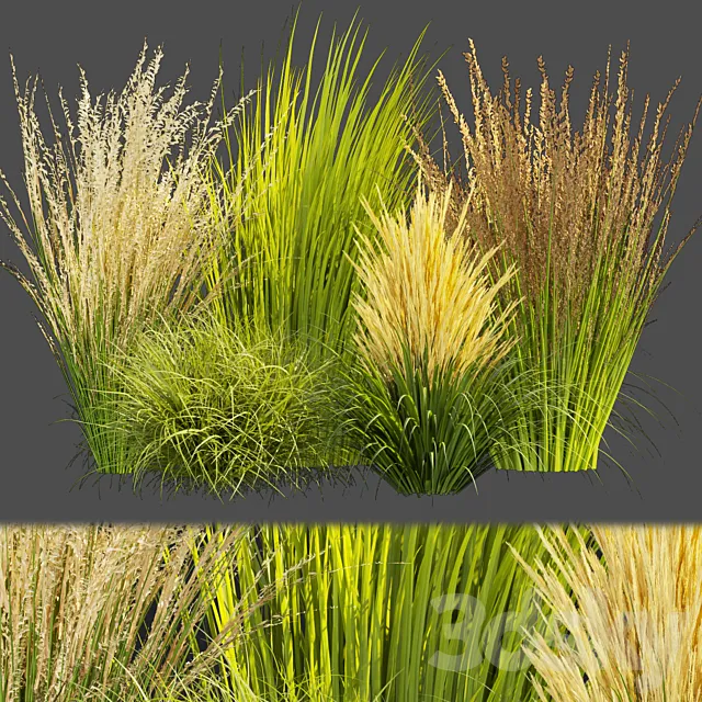 Collection plant vol 383 – grass – outdoor Switchgrass – Northwind 3ds Max