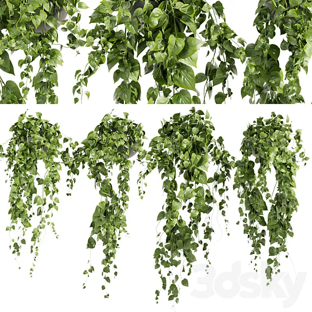 Collection plant vol 412 – pothos – hanging – ampelous 3ds Max