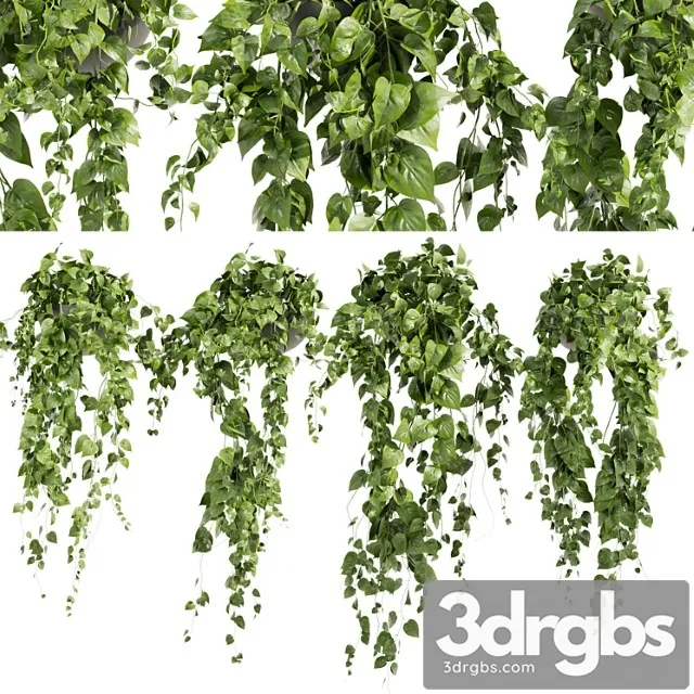 Collection plant vol 412 – pothos – hanging – ampelous