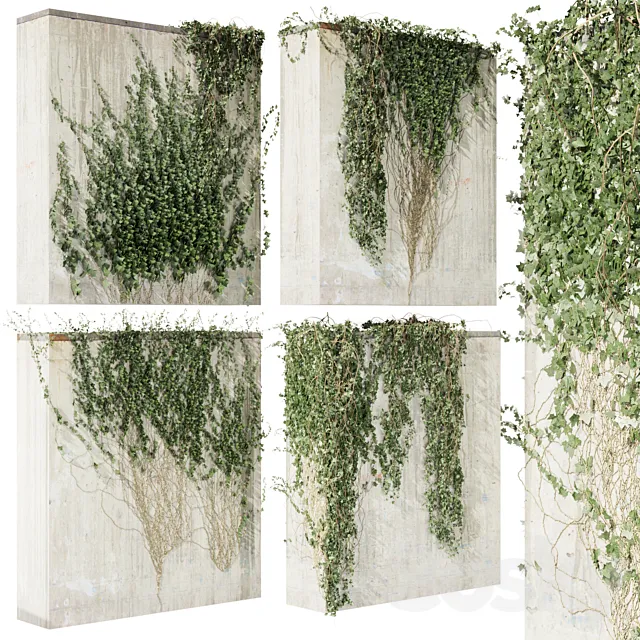 Collection plant vol 414 – Hedera – outdoor – leaf – fitowall – ivy 3ds Max