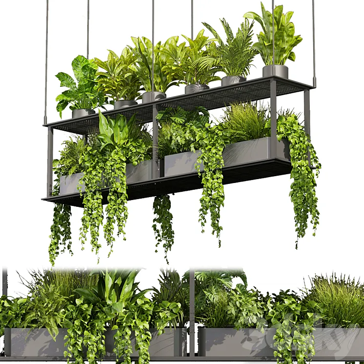 Collection plant vol 439 – hanging – ampelous – palm – – pothos 3DS Max Model