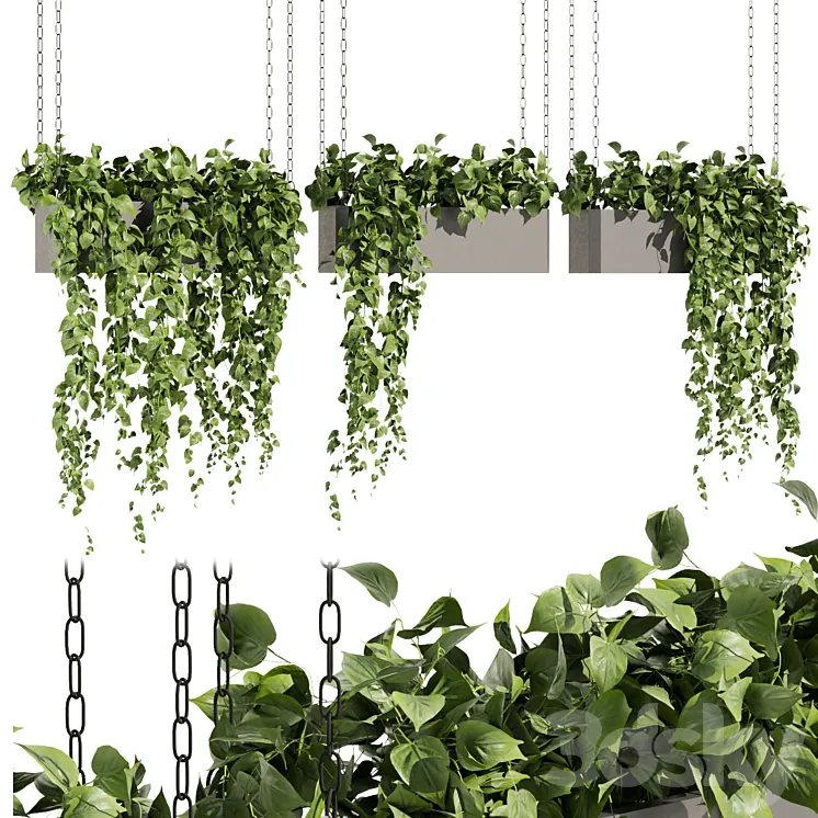 Collection plant vol 469 – ampelous – hanging – pothos 3DS Max Model