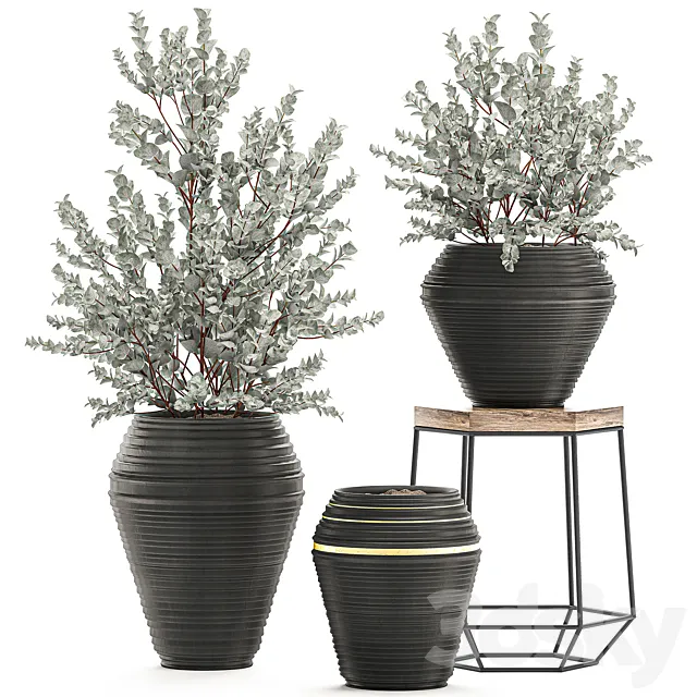 Collection with a small decorative tree Eucalyptus ash bush in a black ethnic pot vase. Set 534. 3DS Max Model