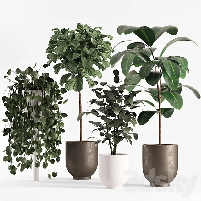 collecton03-ficus plants 3DS Max Model