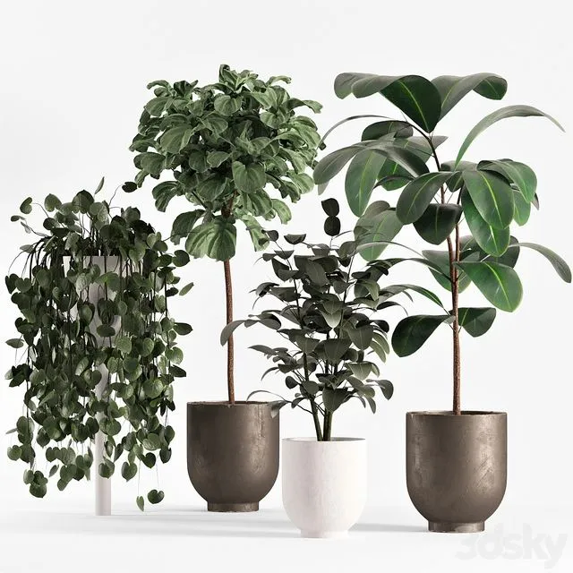Collecton03 Ficus Plants 3dsMax Model