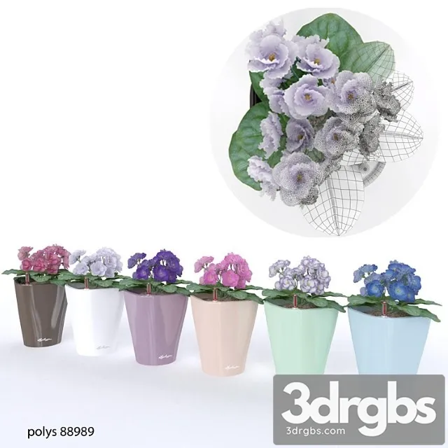 Colored Violets 3dsmax Download