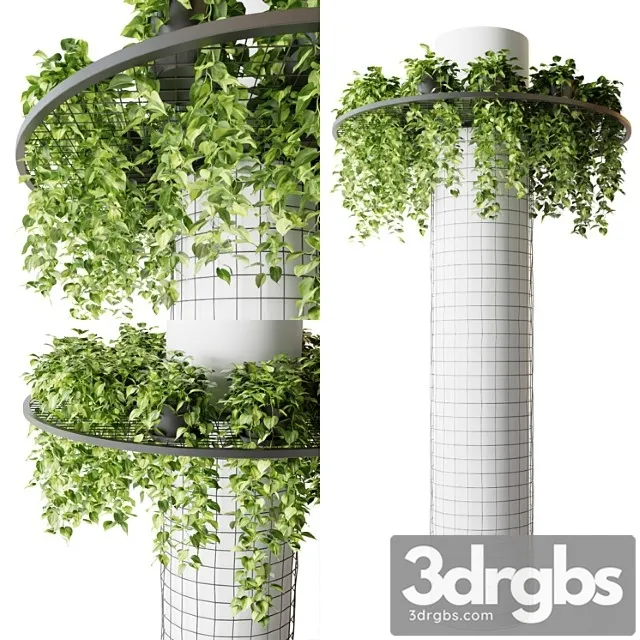 Column with hanging plants (epipremnum)