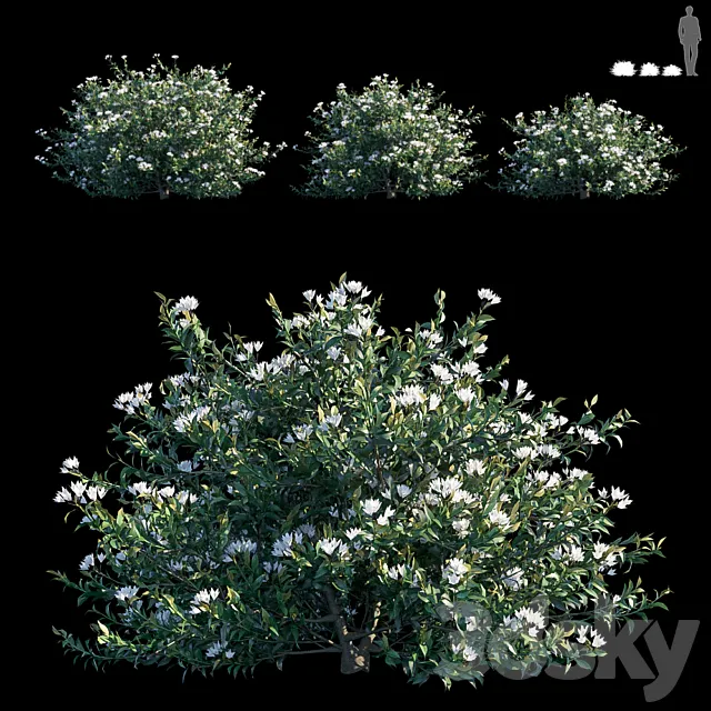 Common bush 3DS Max Model