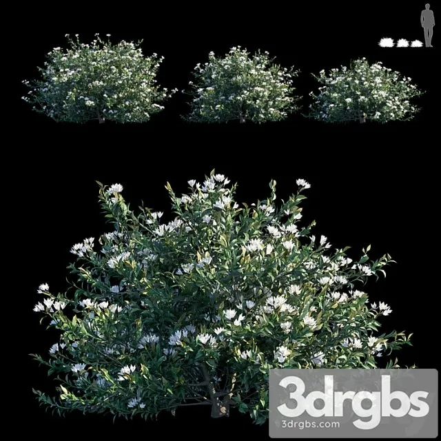 Common bush