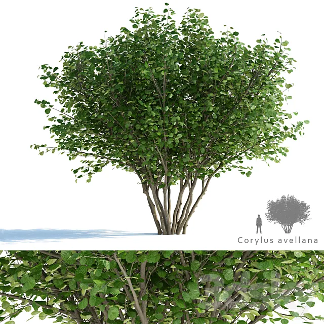 Common hazel | Corylus avellana 3ds Max