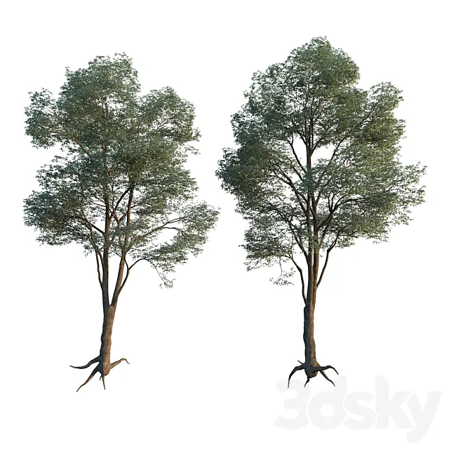 Common Tree model 1 3DSMax File