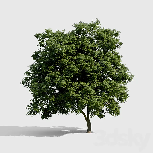 Common Tree with high density greenery 3DS Max Model