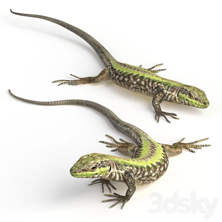 Common Wall Lizard – 5 poses 3DS Max