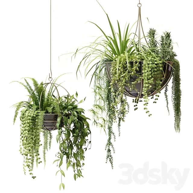 Compositions of ampelous plants in hanging pots # 2 3DS Max Model