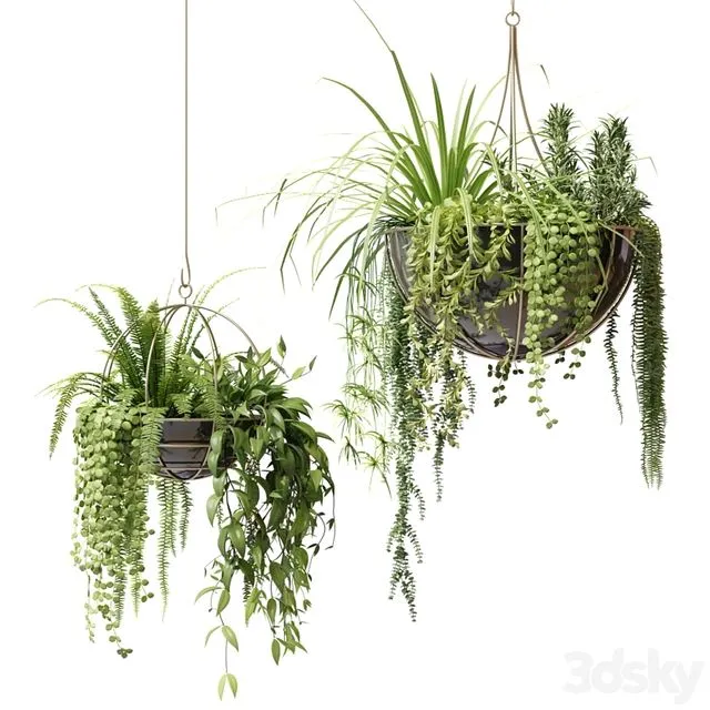 Compositions of ampelous plants in hanging pots # 2 3dsMax Model