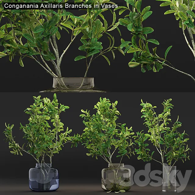 Conganania Axillaris branches in vases 3DSMax File