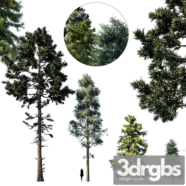 Coniferous Tree Set 1 3dsmax Download
